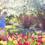 Vibrant Blossoms - Woman Walking on Bed of Tulip Flowers