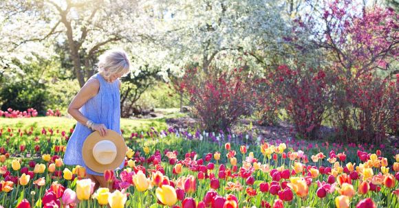 Vibrant Blossoms - Woman Walking on Bed of Tulip Flowers