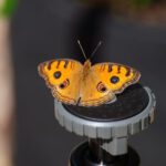 Wildlife Gardens. - Butterfly Sitting on a Sprinkler