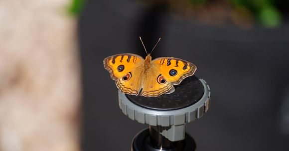 Wildlife Gardens. - Butterfly Sitting on a Sprinkler