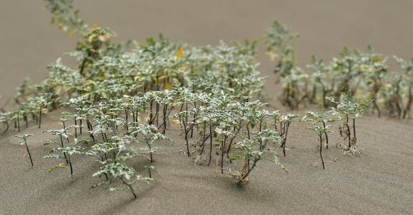 Serenity, Oasis. - Mini plants growing on smooth soil in sandbox