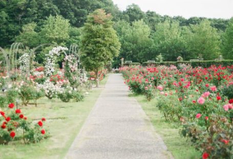 Garden - pink and red rose field