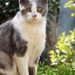 Pet-friendly Gardens - White and Gray Cat Looking at the Camera