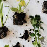 Beginner's Garden Layout - Green seedlings of parsley on marble desk