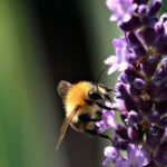 Pollinator Garden - Yellow Bee on Purple Flowers