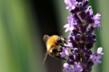 Pollinator Garden - Yellow Bee on Purple Flowers