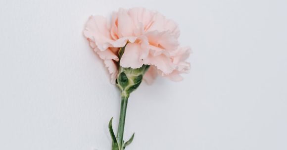 Perennial Design - Isolated pink carnation with delicate petals glued by adhesive tape onto white background