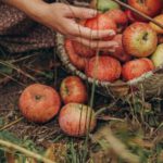 Rustic Garden - Faceless woman with basket of spilled apples