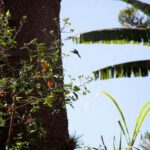 Subtropical Garden - a bird is sitting on a branch of a tree
