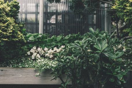 Themed Gardens - Green Plant