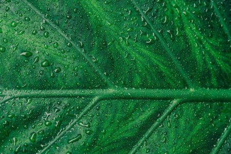 Rain Garden Tips - Green Leaf
