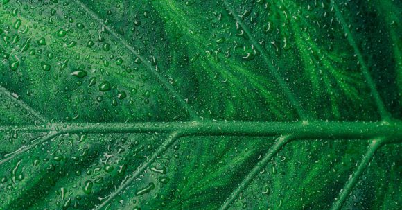 Rain Garden Tips - Green Leaf