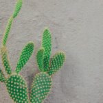 Rock Garden Tips - Green Cactus Near Gray Concrete Wall