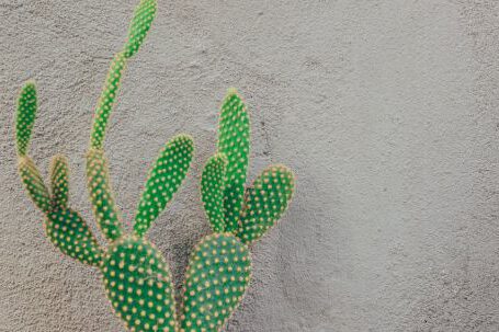 Rock Garden Tips - Green Cactus Near Gray Concrete Wall